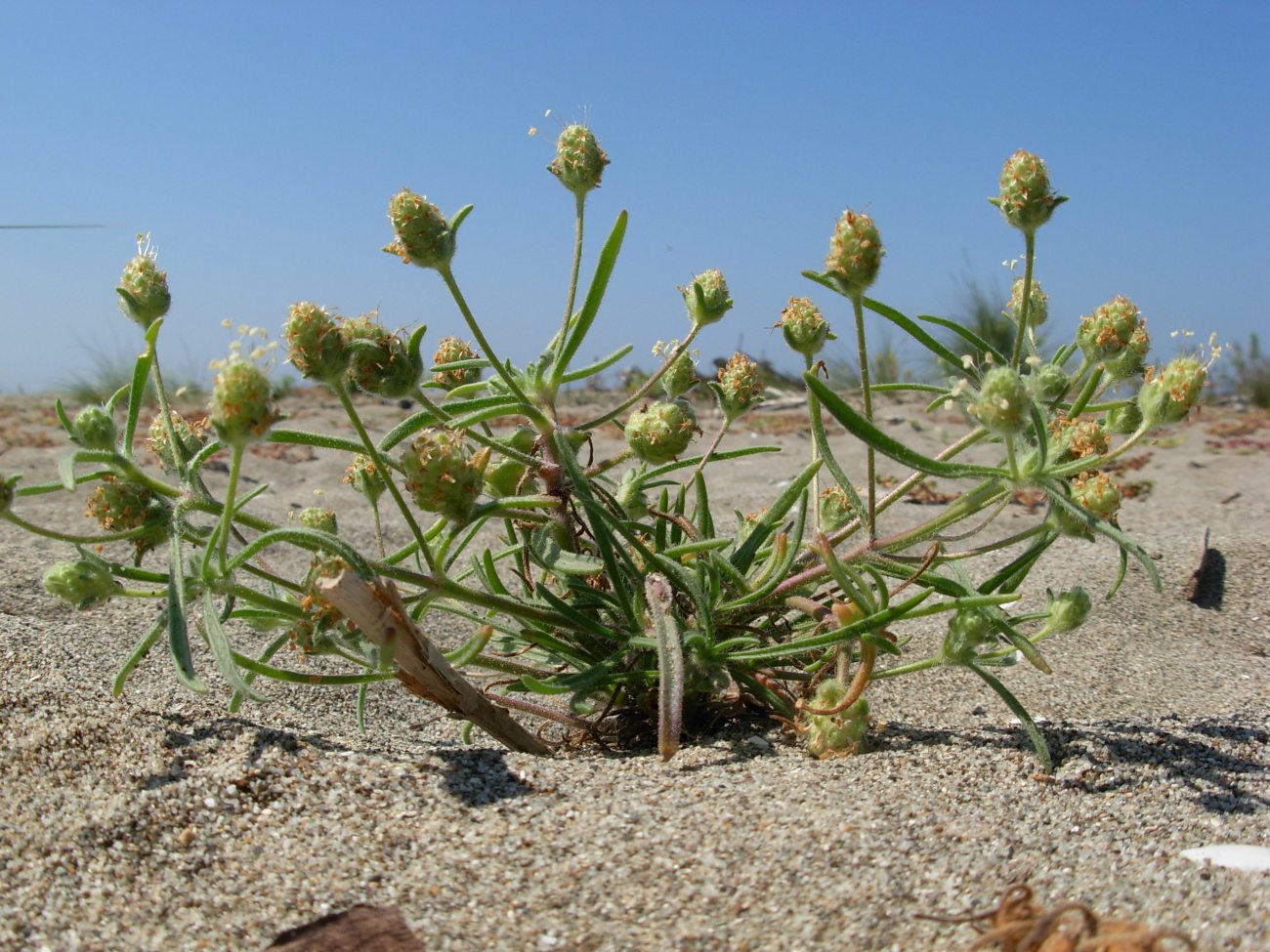 Plantago arenaria Waldst. & Kit. / Piantaggine ramosa